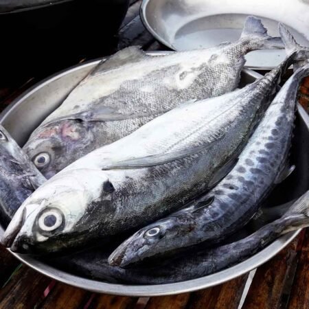 Frozen Whole Mackerel Fish (500 g, 1 Kg) (Uncleaned)
