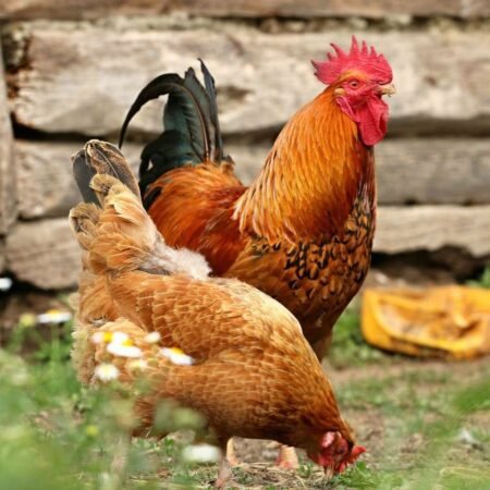 Buy Desi Pure Local Chicken Online