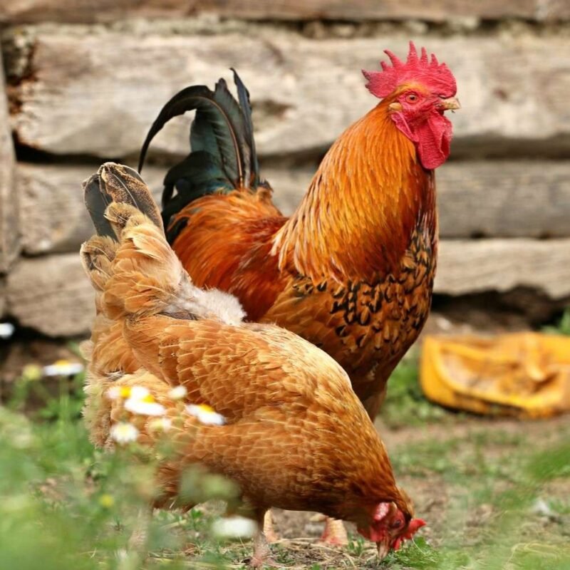 Buy Desi Pure Local Chicken Online