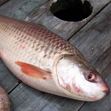 Rohu Rou Fish Online