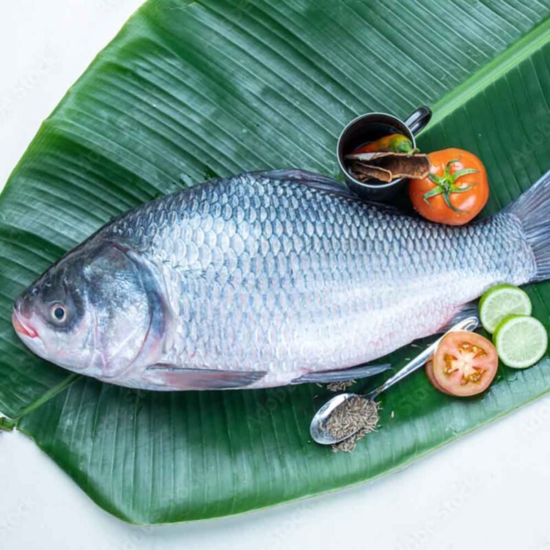 Local Bhokua/Catla/Katla Fish - Small (Whole, With Head - Cut Pieces, 1.5 to 1.9 Kg size) (Per Kg)