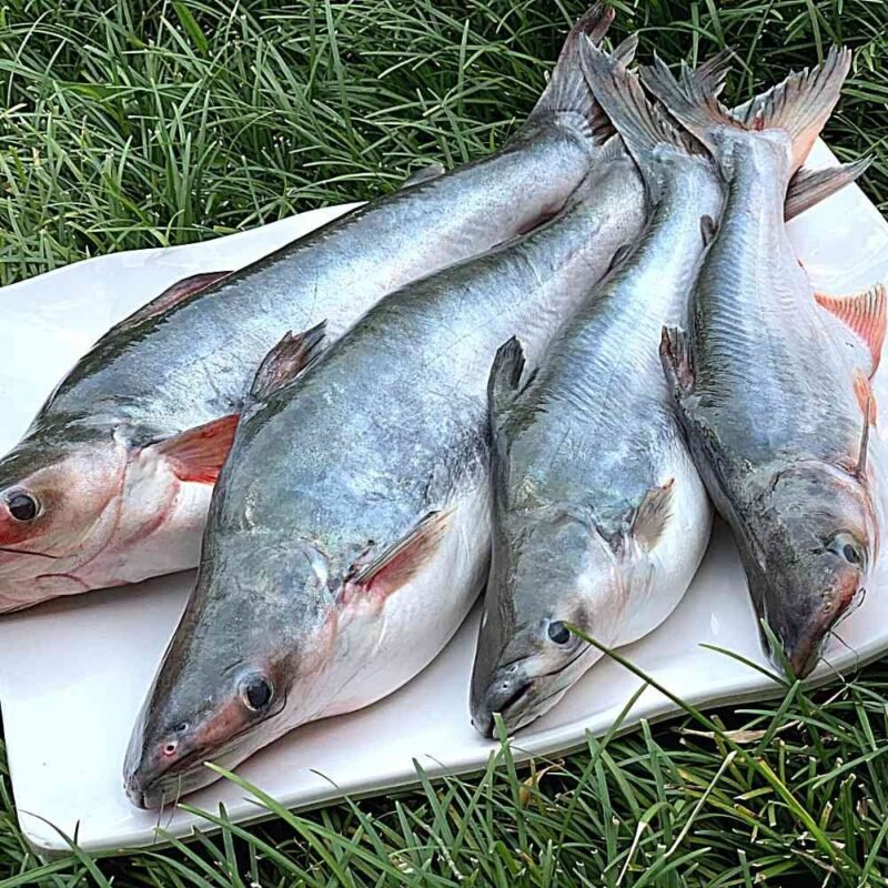 Local Kos/Kosh/Pangasius/Pankaj Fish (Without Head, 3-4 Kg Size)