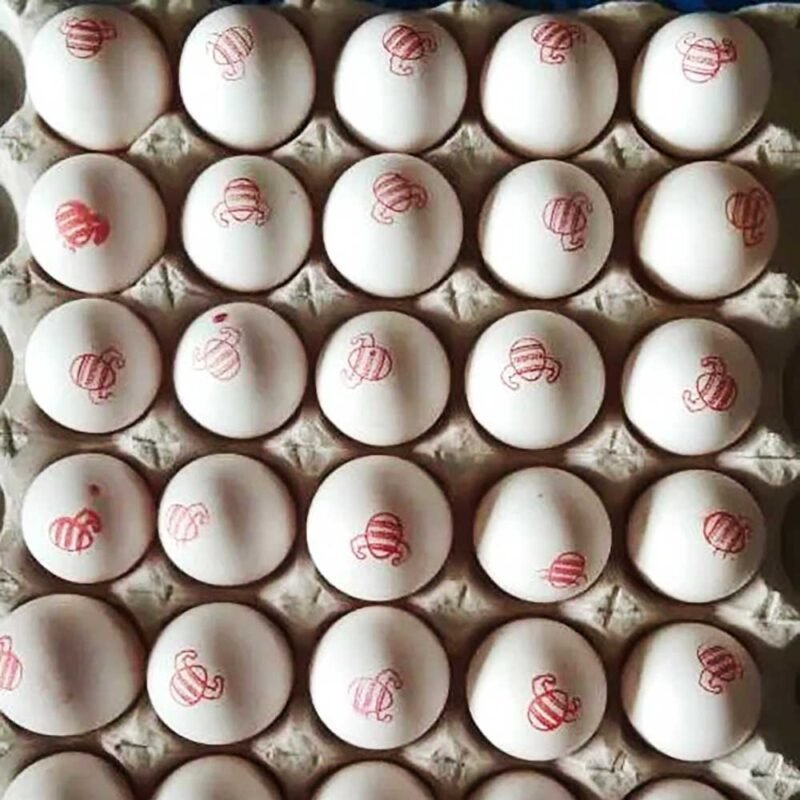 Bahubali Egg Online, Buy Bahubali Egg Online, Bahubali Egg in Guwahati