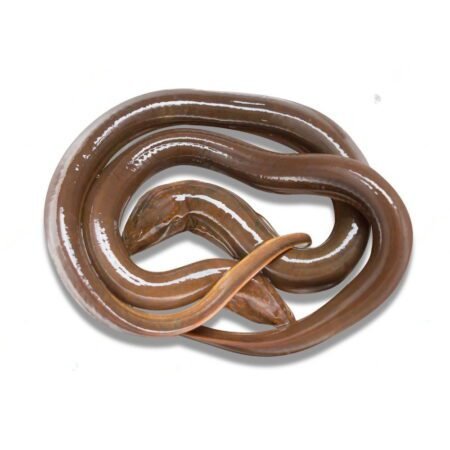 Kusia/Kuchia/Swamp Eel (Cut Pieces)