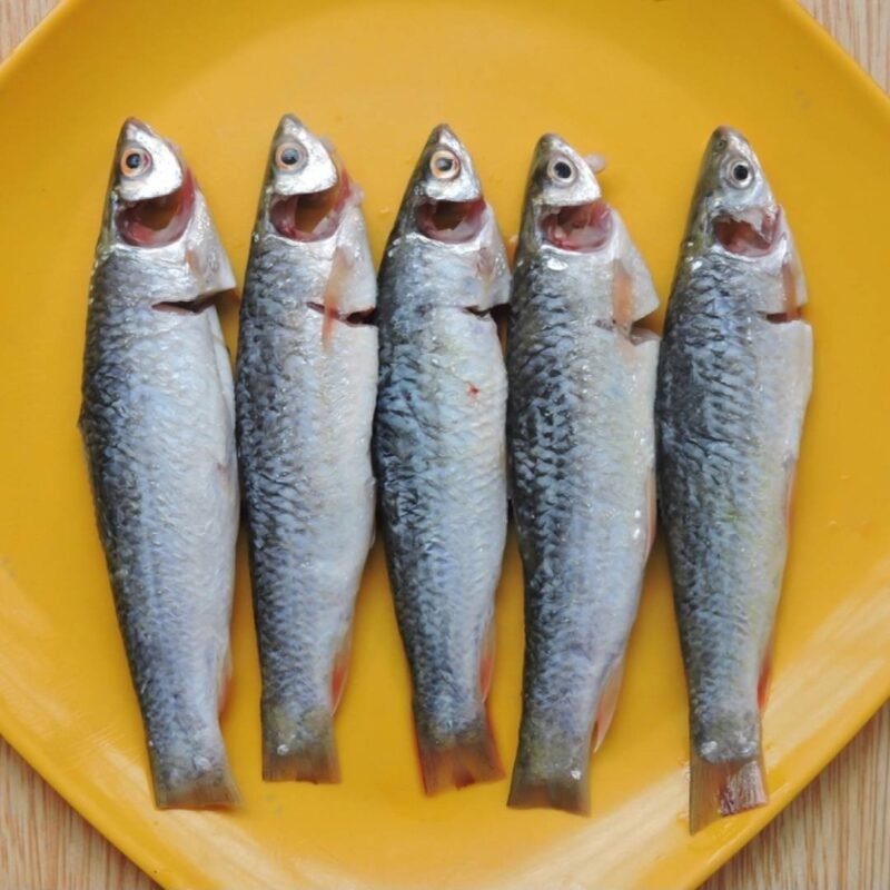 Local Bhangon/Bhangan Fish