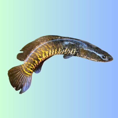 Local Xol/Snakehead Murrel Fish (1-1.5 Kg Size, Cut & Cleaned Pieces) (Per Kg)